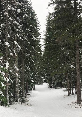 Winter Hikes in Washington Beginners Snowshoeing