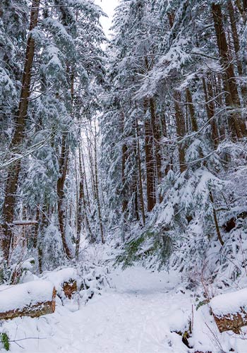 Winter Hikes in Washington Suburban Trails